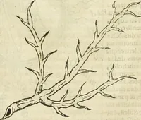 An illustration from Champ fleury : au quel est contenu lart & science de la deue & vraye proportio[n] des lettres attiques, quo[n] dit autreme[n]t lettres antiques, & vulgairement lettres romaines proportionnes selon le corps & visage humain ... (1529)