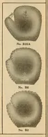 An illustration from Championship records (1912)
