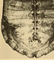 An illustration from Chapters on the ethnology of the Powhatan tribes of Virginia (1928)