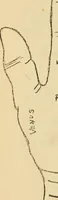 Picture 22 of 25 from Character analysis in condensed form (1919), leaf 83