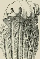 An illustration from Character of renaissance architecture (1905)