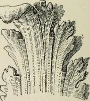 An illustration from Character of renaissance architecture (1905)