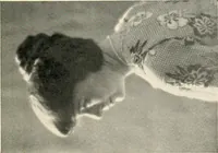 Picture 16 of 20 from Character revelations of mind and body; a statement of methods for the study of the indications of character which are built into the face as a result of mental and bodily reactions (1922), leaf 234
