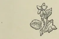 An illustration from Charades, enigmas, and riddles (1862)