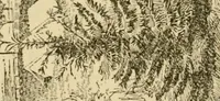 An illustration from Charles Eliot, landscape architect, a lover of nature and of his kind, who trained himself for a new profession, practised it happily and through it wrought much good (1902)