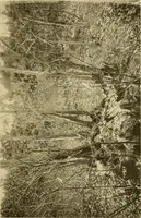 An illustration from Charles Eliot, landscape architect, a lover of nature and of his kind, who trained himself for a new profession, practised it happily and through it wrought much good (1902)