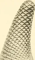 Picture 76 of 87 from Charles Hercules Read; a tribute on his retirement from the British museum and a record of the chief additions to the Department of British and mediaeval antiquities and ethnography during his keepership, 1896-1921 (1921), leaf 216