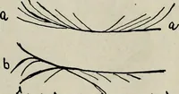 An illustration from Cheiro's language of the hand : complete practical work on the sciences of cheirognomy and cheiromancy, containing the system, rules, and experience of Cheiro [pseud.] fifty-five full-page illustrations, and over two hundred engravings of lines, mounts, and marks (1900)