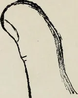 An illustration from Cheiro's language of the hand : complete practical work on the sciences of cheirognomy and cheiromancy, containing the system, rules, and experience of Cheiro [pseud.] fifty-five full-page illustrations, and over two hundred engravings of lines, mounts, and marks (1900)
