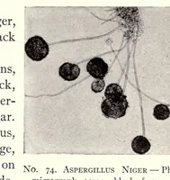 Picture 5 of 5 from The chemistry and technology of paints (1916), leaf 290