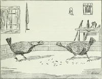 Picture 14 of 39 from Cheshire, its traditions and history, including a record of the rise and progress of freemasonry in this ancient province (1920), leaf 134