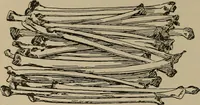Picture 56 of 225 from Chess and playing cards (1898), leaf 113