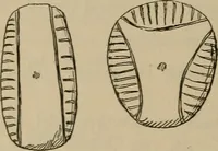 An illustration from Chess and playing cards (1898)