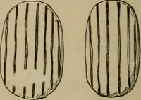 Picture 59 of 225 from Chess and playing cards (1898), leaf 115