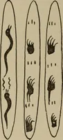 Picture 67 of 225 from Chess and playing cards (1898), leaf 123