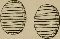 An illustration from Chess and playing cards (1898)