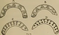 Picture 83 of 225 from Chess and playing cards (1898), leaf 140