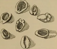 An illustration from Chess and playing cards (1898)