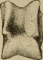 An illustration from Chess and playing cards (1898)