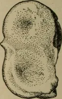 An illustration from Chess and playing cards (1898)