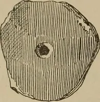 An illustration from Chess and playing cards (1898)