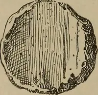 An illustration from Chess and playing cards (1898)