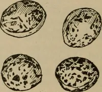 Picture 34 of 225 from Chess and playing cards (1898), leaf 73