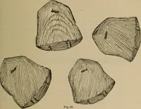 Picture 38 of 225 from Chess and playing cards (1898), leaf 76