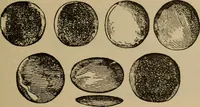 An illustration from Chess and playing cards (1898)