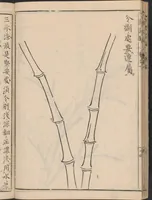 An illustration from Chikufu shōroku (1756)