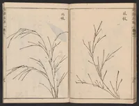An illustration from Chikufu shōroku (1756)