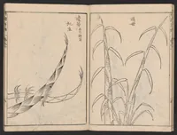 An illustration from Chikufu shōroku (1756)
