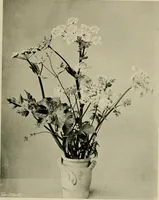 An illustration from Children and gardens (1908)