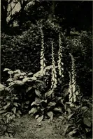 An illustration from Children and gardens (1908)