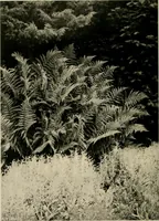 An illustration from Children and gardens (1908)