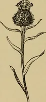 An illustration from Children and gardens (1908)