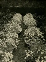 An illustration from Children and gardens (1908)