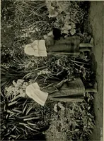An illustration from Children and gardens (1908)