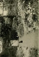 An illustration from Children and gardens (1908)