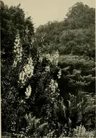 An illustration from Children and gardens (1908)
