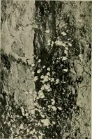 An illustration from Children and gardens (1908)