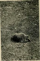 An illustration from Children and gardens (1908)