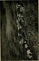 An illustration from Children and gardens (1908)