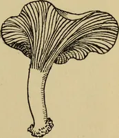 An illustration from Children and gardens (1908)