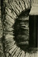 An illustration from Children and gardens (1908)