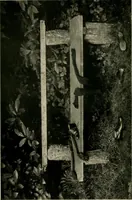 Picture 61 of 96 from Children and gardens (1908), leaf 153