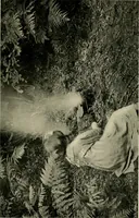 An illustration from Children and gardens (1908)
