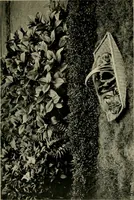 An illustration from Children and gardens (1908)