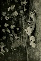 Picture 74 of 96 from Children and gardens (1908), leaf 175