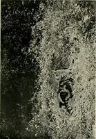 An illustration from Children and gardens (1908)